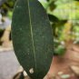 Dried Jamun Syzygium Cumini Bark Java plum Plant Control Blood Sugar Level