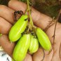 Averrhoa Bilimbi Seeds Cucumber Tropical Rare Fruit Pickle Tree Sorrel 20 Seeds