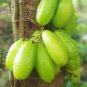Averrhoa Bilimbi Seeds Cucumber Tropical Rare Fruit Pickle Tree Sorrel 20 Seeds