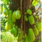Averrhoa Bilimbi Seeds Cucumber Tropical Rare Fruit Pickle Tree Sorrel 20 Seeds