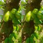 Averrhoa Bilimbi Seeds Cucumber Tropical Rare Fruit Pickle Tree Sorrel 20 Seeds