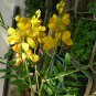 1.7 oZ senna Leaves Senna alexandria Cassia Hojas de Sen Laxatives Constipation