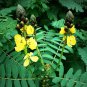 1.7 oZ senna Leaves Senna alexandria Cassia Hojas de Sen Laxatives Constipation