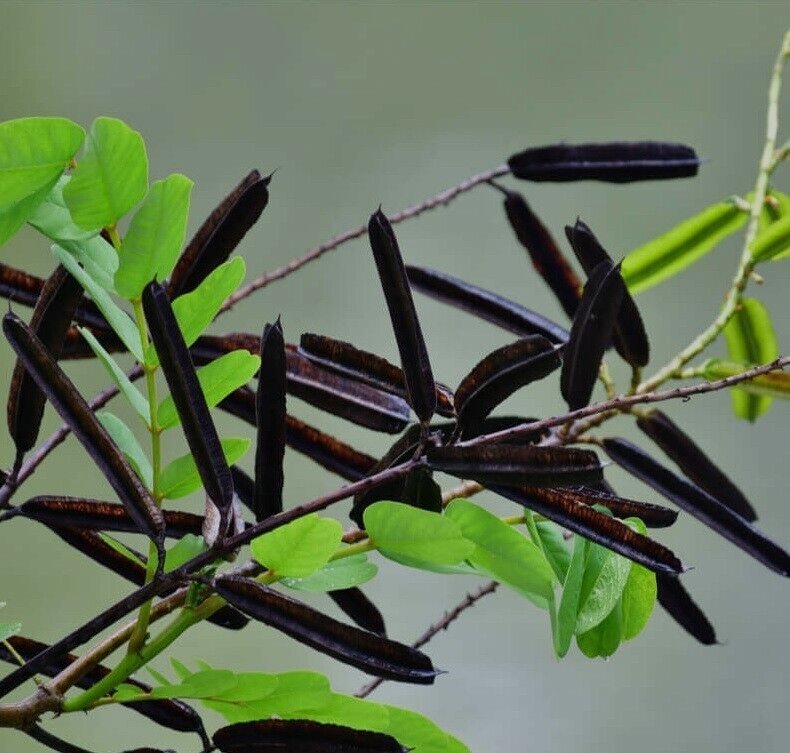 Cassia Alata Seeds Ringworm Candle Bush Plant Senna for Butterfly Attraction