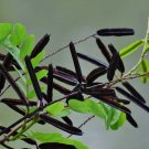 Cassia Alata Seeds Ringworm Candle Bush Plant Senna for Butterfly Attraction