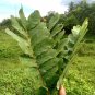 Cassia Alata Seeds Ringworm Candle Bush Plant Senna for Butterfly Attraction