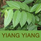 Very Rare Ylang Ylang Leaves Cananga Odorata Perfume Tree Organic Dried Leaf