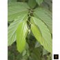 Very Rare Ylang Ylang Leaves Cananga Odorata Perfume Tree Organic Dried Leaf