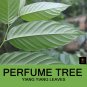 Very Rare Ylang Ylang Leaves Cananga Odorata Perfume Tree Organic Dried Leaf