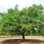 Dried Leaves Maila Bauhinia racemosa Piliostigma Bidi Leaf Tree