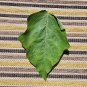 Dried Organic Turkey Berry Leaves Solanum Torvum  Leaves Natural Pure Leaf 100g