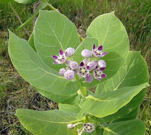 Natural Calotropis Procera Leaves Ceylon Sodom Apple Dead Sea Apple Leaf
