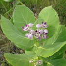 Natural Calotropis Procera Leaves Ceylon Sodom Apple Dead Sea Apple Leaf