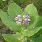 Natural Calotropis Procera Leaves Ceylon Sodom Apple Dead Sea Apple Leaf