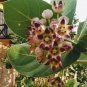 Natural Calotropis Procera Leaves Ceylon Sodom Apple Dead Sea Apple Leaf