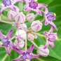 Natural Calotropis Procera Leaves Ceylon Sodom Apple Dead Sea Apple Leaf