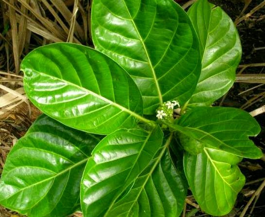 Noni Fruit Morinda citrifolia Dried Leaves Medicinal Indian Mulberry Ceylon Tea