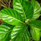 Noni Fruit Morinda citrifolia Dried Leaves Medicinal Indian Mulberry Ceylon Tea