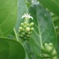 Noni Fruit Morinda citrifolia Dried Leaves Medicinal Indian Mulberry Ceylon Tea
