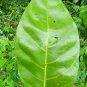 Noni Fruit Morinda citrifolia Dried Leaves Medicinal Indian Mulberry Ceylon Tea
