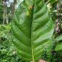Noni Fruit Morinda citrifolia Dried Leaves Medicinal Indian Mulberry Ceylon Tea