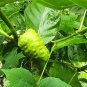 Noni Fruit Morinda citrifolia Dried Leaves Medicinal Indian Mulberry Ceylon Tea