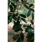 12 Seeds Very Rare Ceylon Ebony Tree Live Fresh Seeds Diospyros ebenum Sri Lanka