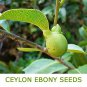 12 Seeds Very Rare Ceylon Ebony Tree Live Fresh Seeds Diospyros ebenum Sri Lanka