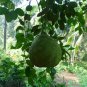 100+Dried Herbs Pomelo Leaves Citrus Maxima Giant Grape Fruit Organic Ceylon Tea