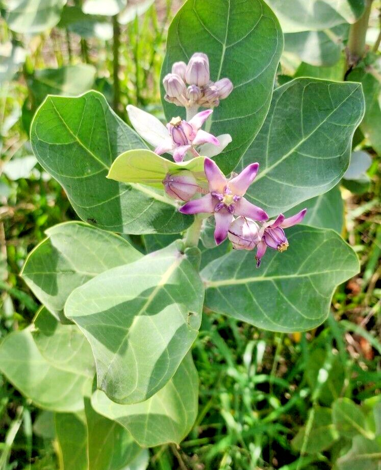500Pc Natural Calotropis Procera Dry Leaves Sodom Apple Dead Sea Apple Plant