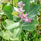 500Pc Natural Calotropis Procera Dry Leaves Sodom Apple Dead Sea Apple Plant