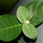 500Pc Natural Calotropis Procera Dry Leaves Sodom Apple Dead Sea Apple Plant