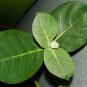 500Pc Natural Calotropis Procera Dry Leaves Sodom Apple Dead Sea Apple Plant
