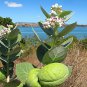 500Pc Natural Calotropis Procera Dry Leaves Sodom Apple Dead Sea Apple Plant