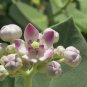 500Pc Natural Calotropis Procera Dry Leaves Sodom Apple Dead Sea Apple Plant