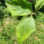 Dried Turkey Berry Leaves (Solanum Torvum) Root Seeds Whole Plant Ceylon Herbs