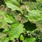 Dried Turkey Berry Leaves (Solanum Torvum) Root Seeds Whole Plant Ceylon Herbs