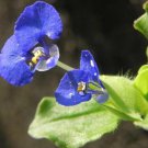 25 Seeds Commelina benghalensis  Benghal dayflower , spiderwort Ceylon