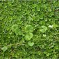 Centella asitica Capsules 60 Caps Ayurvedic Boost Memory & Helps Weight Loss