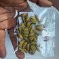 SALE -Green Cardamom Pods Best Sri lanka Spice Hari Elachi Homemade Cardamom Tea