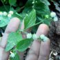Billygoat Weed Chick Weed Ageratum Conyzoides Dried Leaves Plant  Ceylon Tea