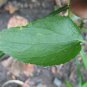 Billygoat Weed Chick Weed Ageratum Conyzoides Dried Leaves Plant  Ceylon Tea