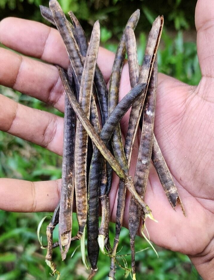 50Pc Cassia Occidentalis Seeds Coffee Senna Leaves Plant Ceylon Tea  Natural