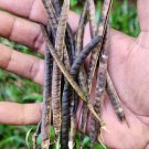 50Pc Cassia Occidentalis Seeds Coffee Senna Leaves Plant Ceylon Tea  Natural