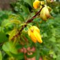 50Pc Cassia Occidentalis Seeds Coffee Senna Leaves Plant Ceylon Tea  Natural
