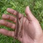 50Pc Cassia Occidentalis Seeds Coffee Senna Leaves Plant Ceylon Tea  Natural