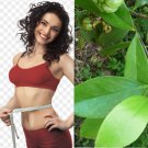 Garcinia Cambogia Leaves Weight Loss Tea Fat Burner Natural Slim Tea Pure Spices Garcinia Cambogia Leaves Weight Loss Tea Fat Burner Natural Slim Tea Pure Spices