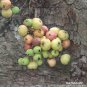Dried Cluster Fig Leaves Ficus Racemosa Plant Organic Anti Inflammatory Leaves