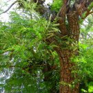 Ceylon Rare Herb Acacia Chichundra Chips Red Cutch  Sri Lanka Natural Remedy