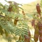 Ceylon Rare Herb Acacia Chichundra Chips Red Cutch  Sri Lanka Natural Remedy
